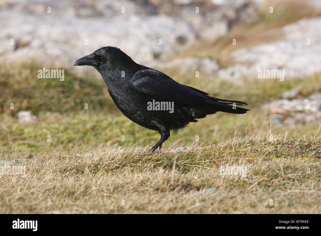 Corneille noire Corvus corone PERCHING ON ROCK Banque D'Images