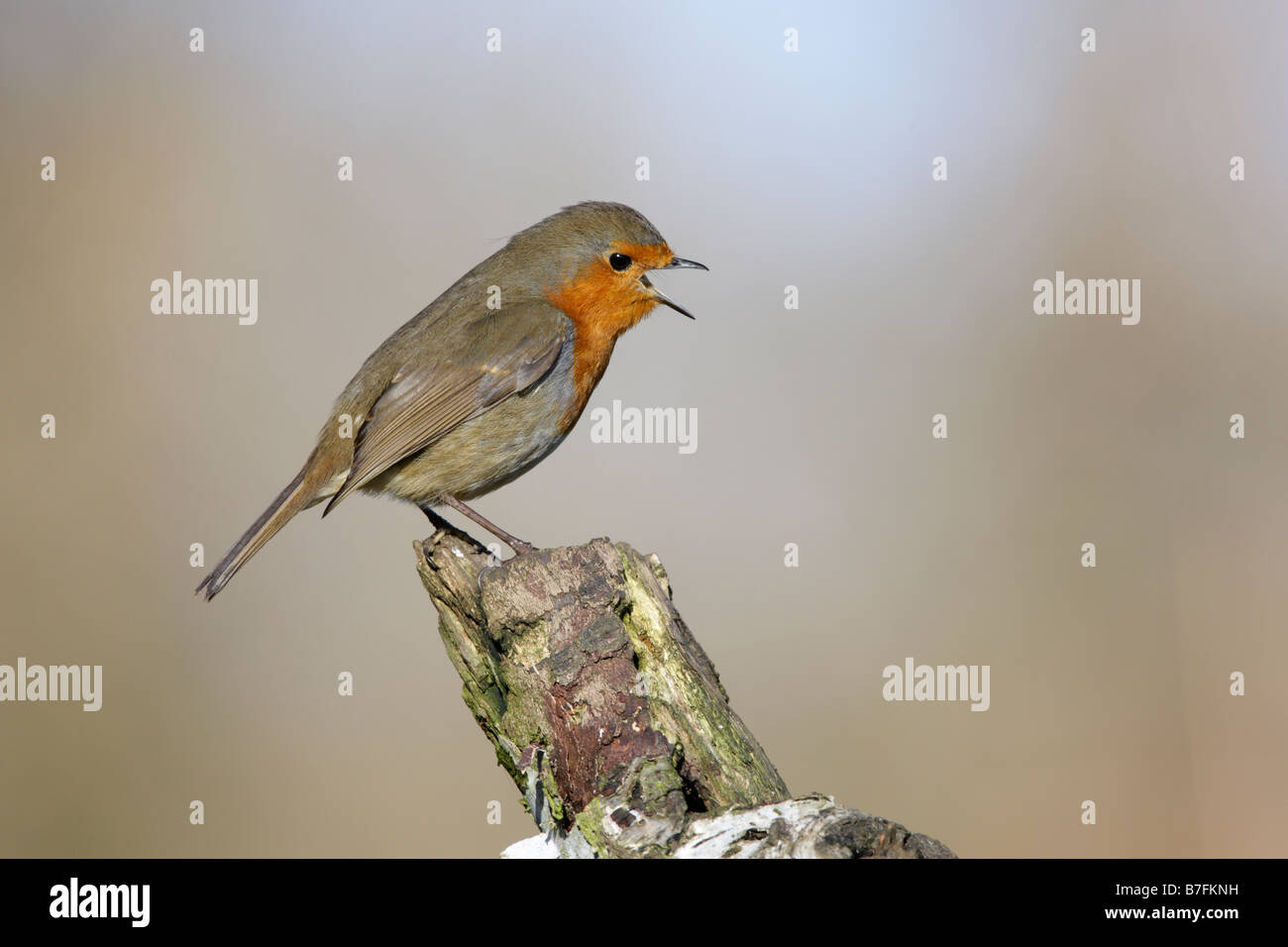 Erithacus rubecula aux abords de chanter Banque D'Images Erithacus rubecula aux abords de chanter Banque D'Images