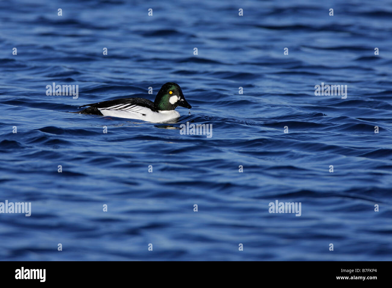 Bucephala clangula garrot sur l'eau bleue Banque D'Images