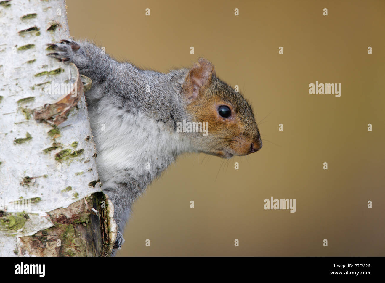 L'écureuil gris Sciurus carolinensis à round Silver Birch Banque D'Images