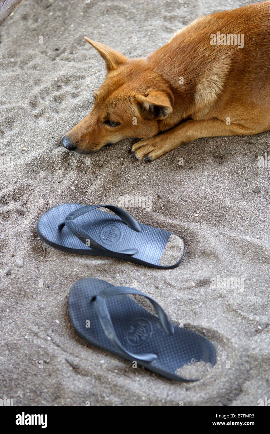 Chien sur le sable à côté de selles tongs Banque D'Images
