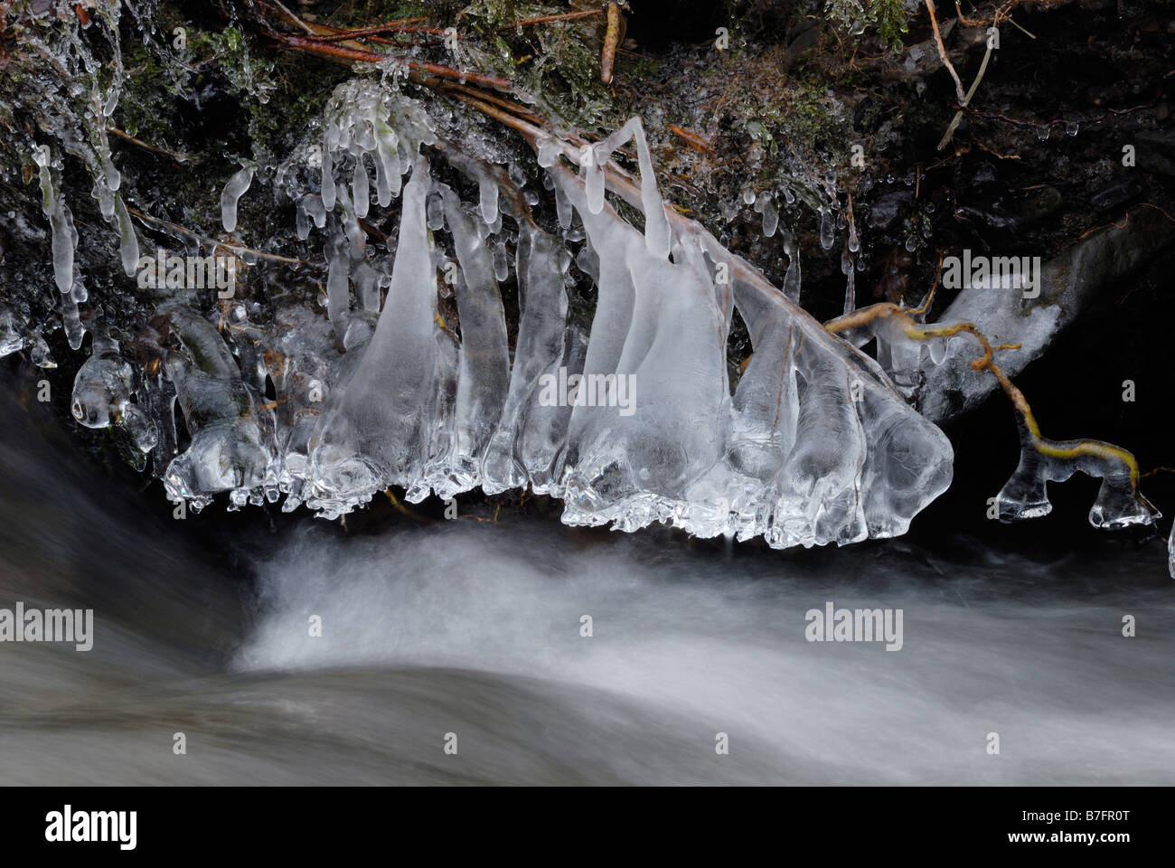 Formations de glace sur les racines exposées d'arbres sur une rive érodée du pays de Galles hiver 2009, Royaume-Uni. Banque D'Images