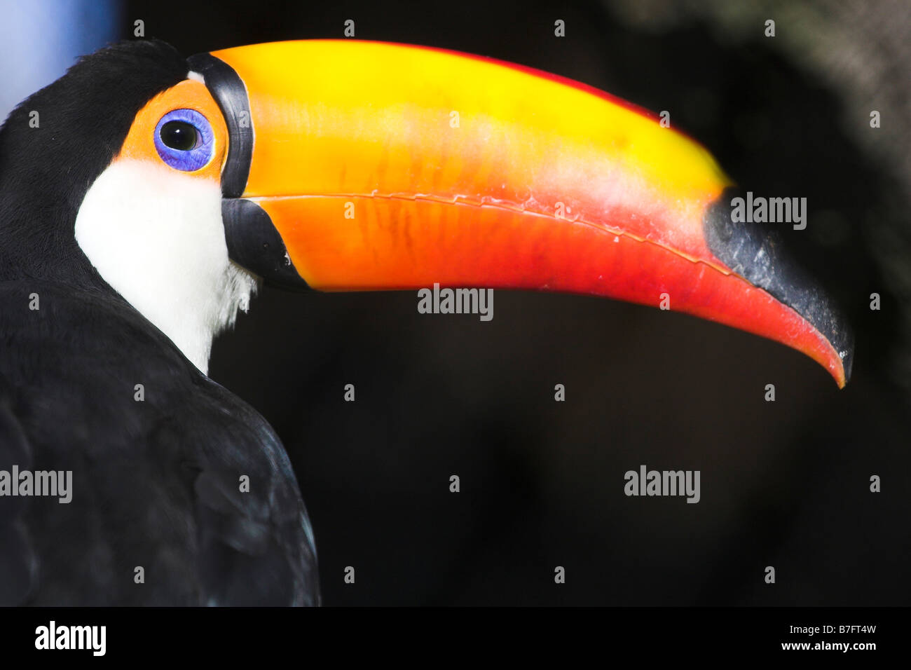 Un Ramphastos toco Toucan toco, ou, le plus connu de Toucan. Banque D'Images