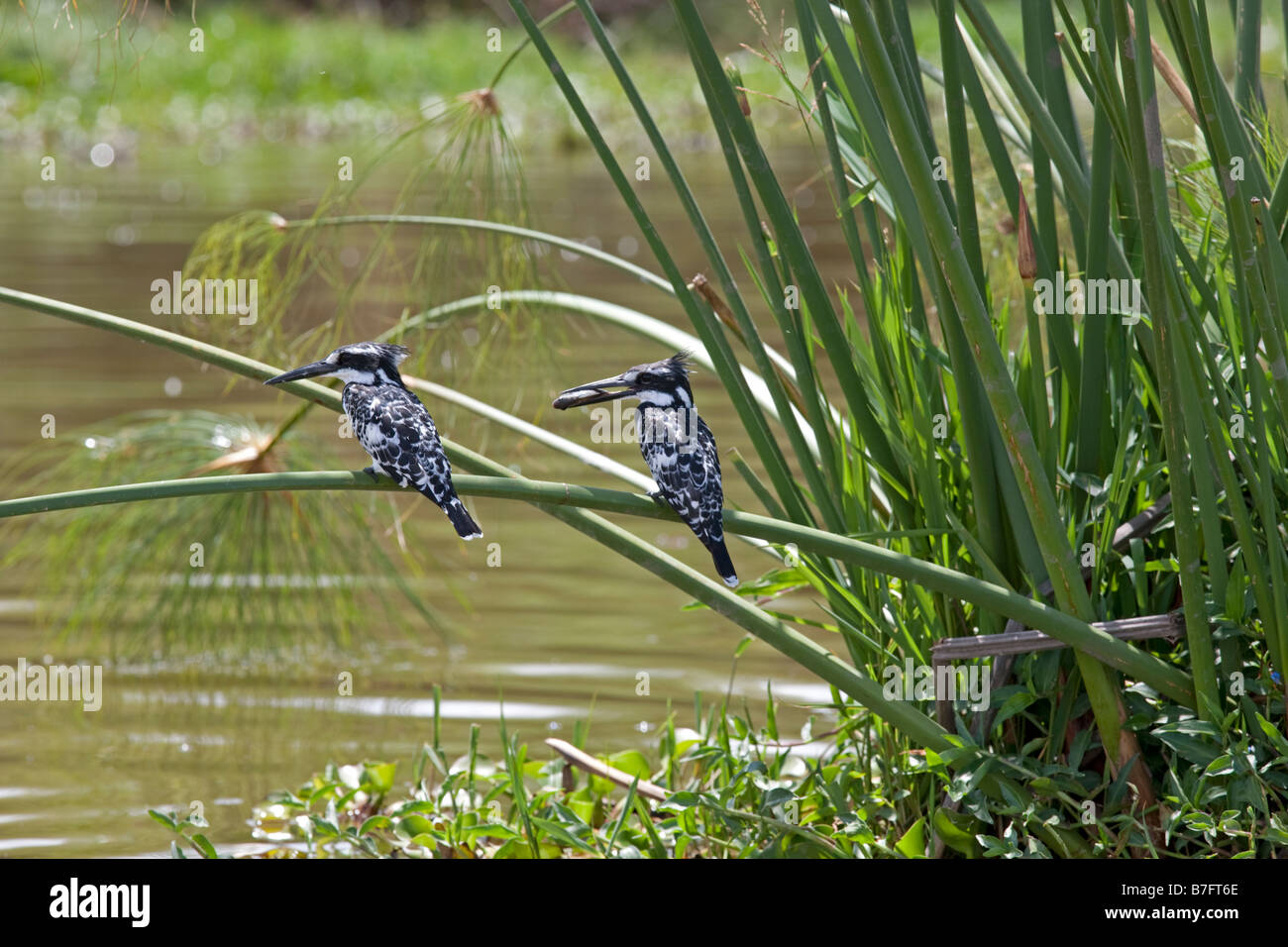 Deux pied kingfishers Ceryle rudis sur papyrus Lake Naivasha au Kenya Banque D'Images