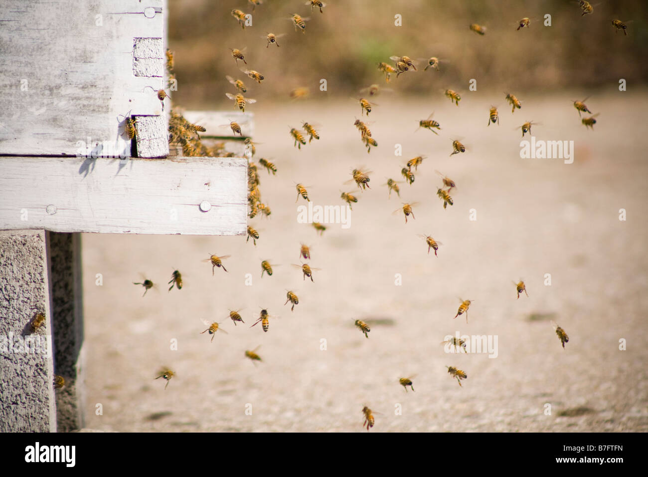 Les ouvrières de retourner à la ruche Banque D'Images