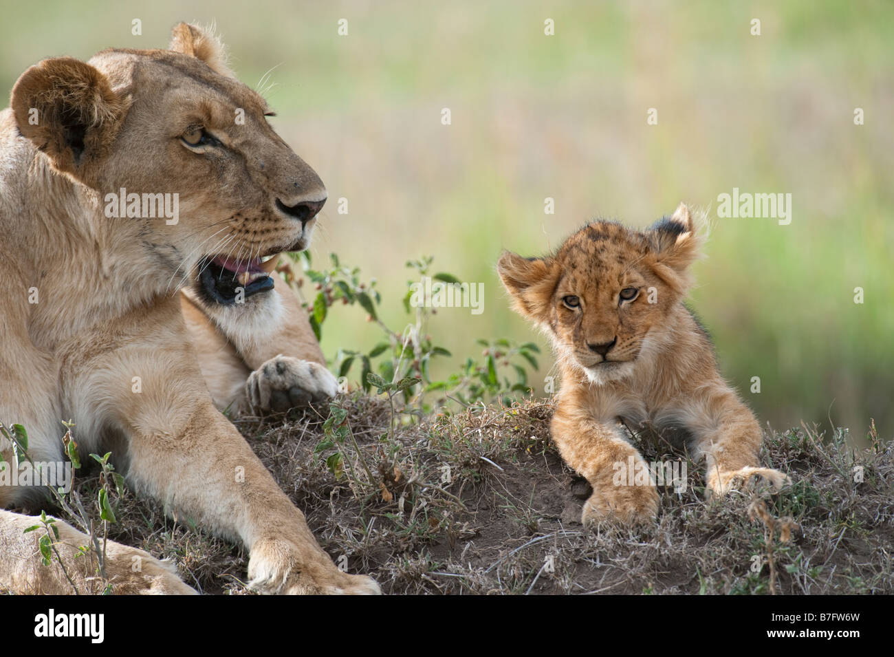 Lion cub avec sa mère Banque D'Images