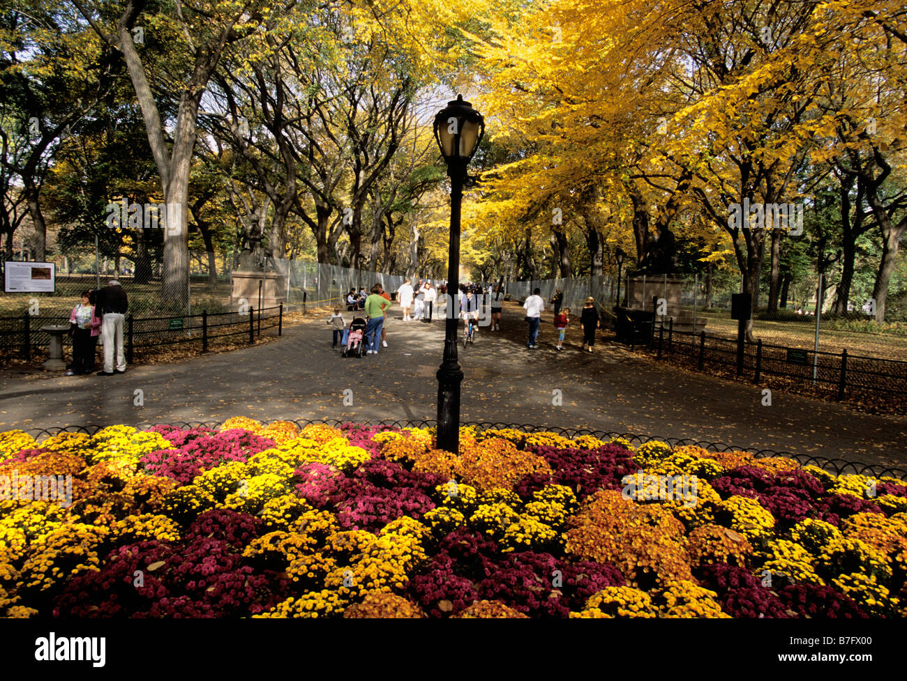 New York Central Park la Promenade ou Poet's Walk ou le Mall, planté de fleurs de chrysanthème. Promenade littéraire. Feuillage d'automne New York City USA Banque D'Images