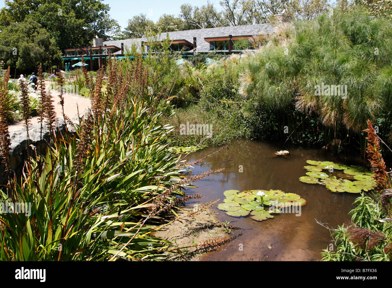 Voir l'intérieur de Kirstenbosch National Botanical garden fondée en 1913 Cape town afrique du sud Banque D'Images