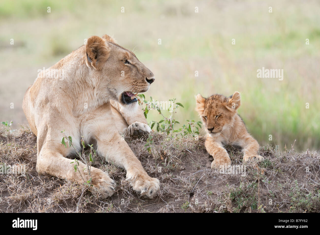 Avec sa petite lionne africaine cub resting Banque D'Images