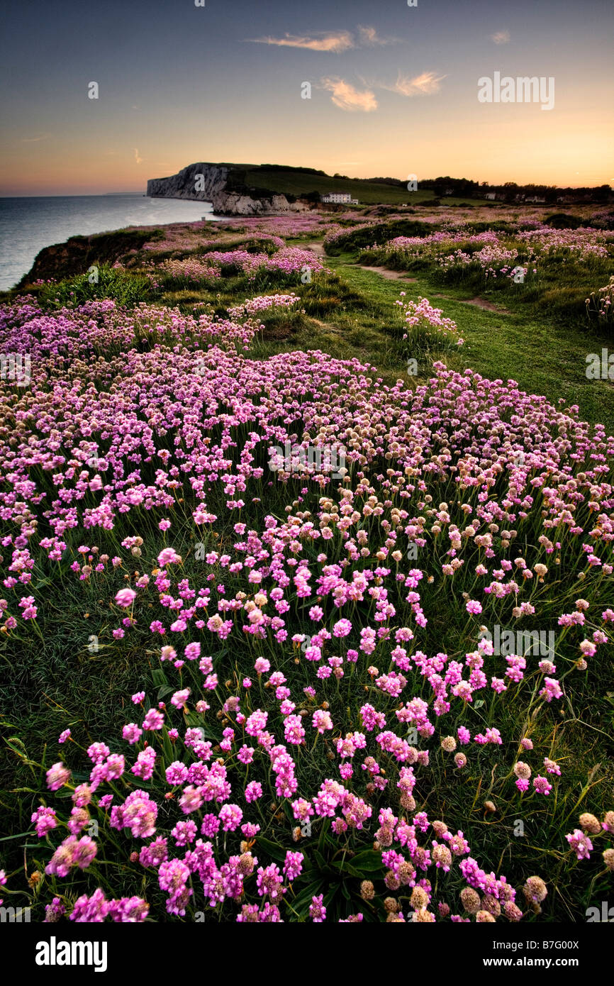 Arméria rose, l'eau douce Bay Île de Wight Banque D'Images