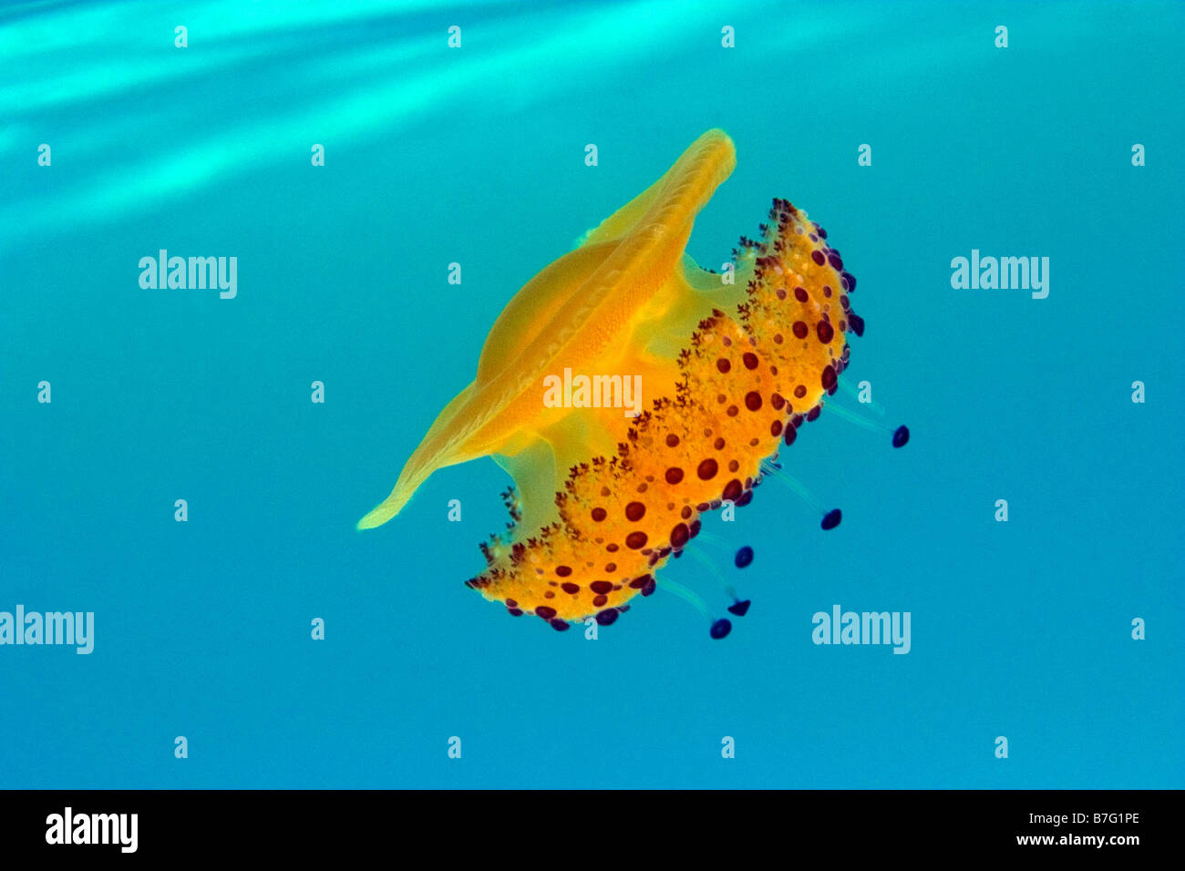 Les méduses nager à eaux peu profondes Banque D'Images