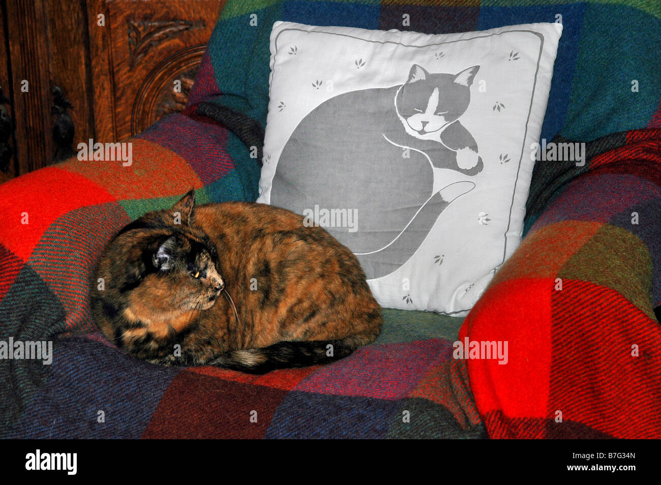 Un vieux chat est assis sur un canapé recouvert d'un côté d'un coussin motif chat. Banque D'Images