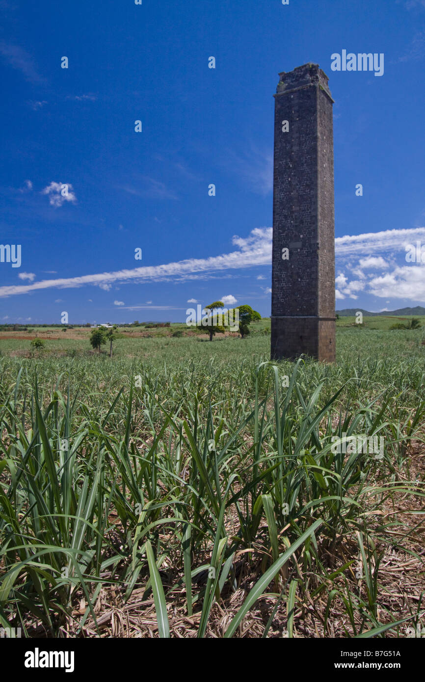 Champ de canne à sucre avec une tour de l'Afrique de l'Ile Maurice Banque D'Images