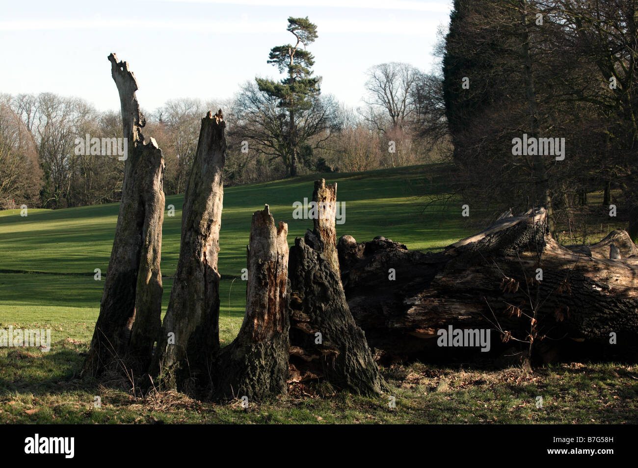 Vestiges d'un vieux chêne de la Turquie sur le moignon de la chaîne verte Promenade à travers le parc Lieu Beckenham Lewisham, entouré par le Golf Banque D'Images