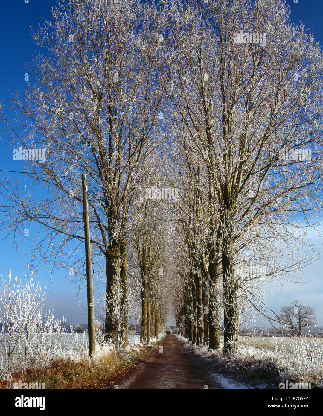 Avenue d'arbres couverte de gel Haw. Skid Hill Farm, Biggin Hill, Kent, Angleterre, Royaume-Uni. Banque D'Images