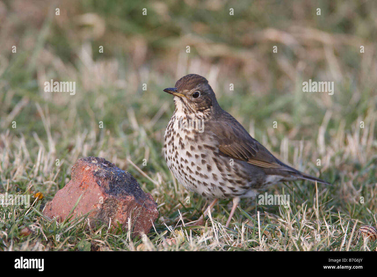 Grive musicienne Turdus philomelos debout à l'ENCLUME EN BRIQUE Banque D'Images