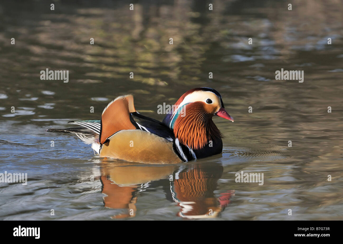 Canard Mandarin Aix galericulata mâle Banque D'Images