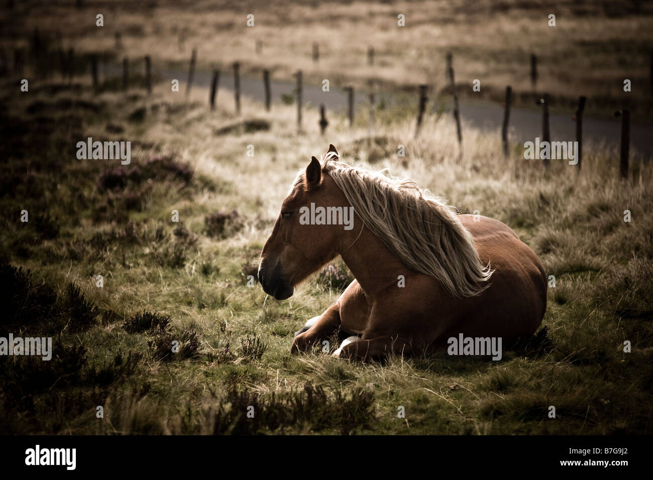 Un vieux cheval Franche-Comté (Equus caballus) couché sur un pré. Vieux cheval Comtois (Equus caballus) couché dans un pré. Banque D'Images