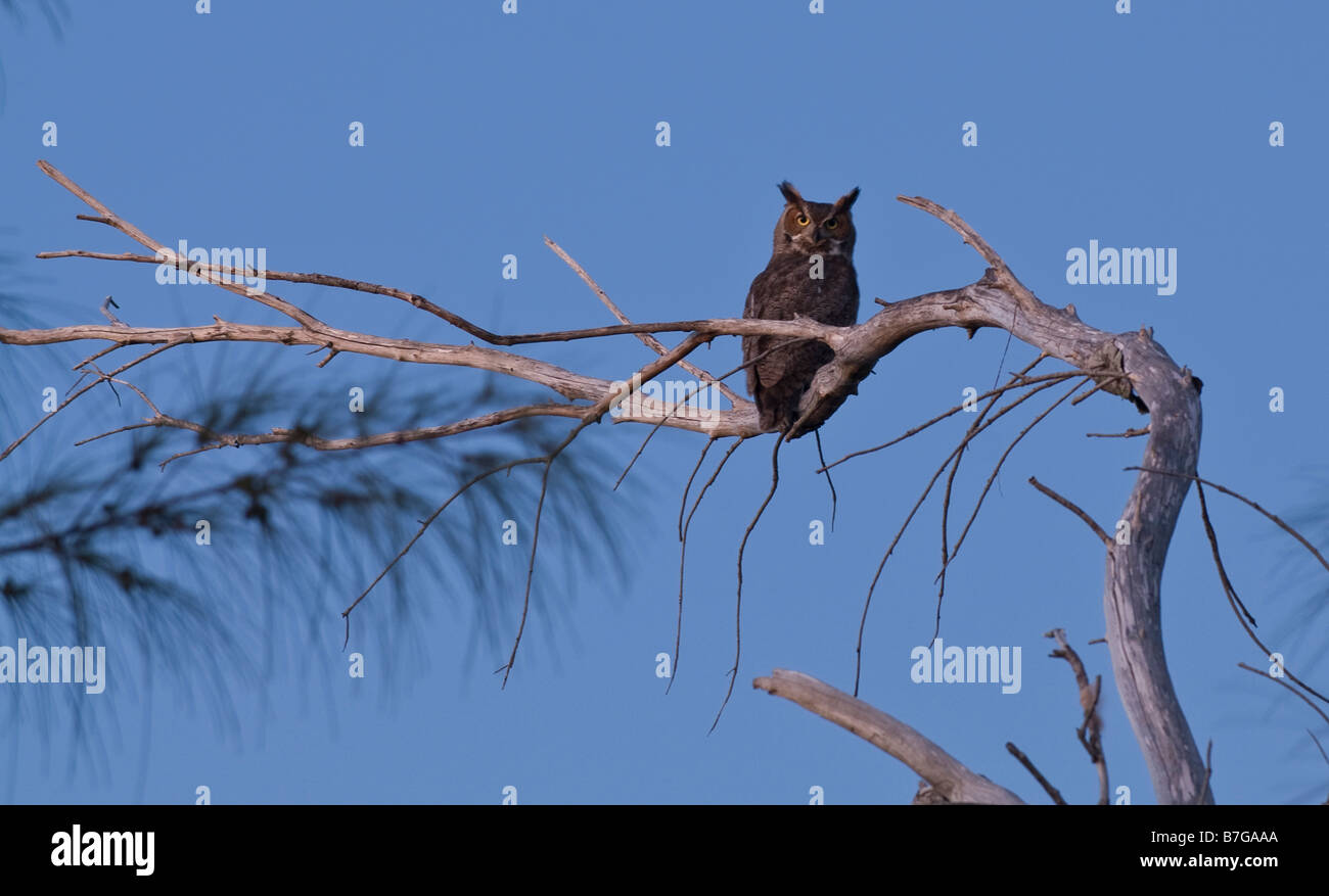 Hibou sauvage Banque D'Images