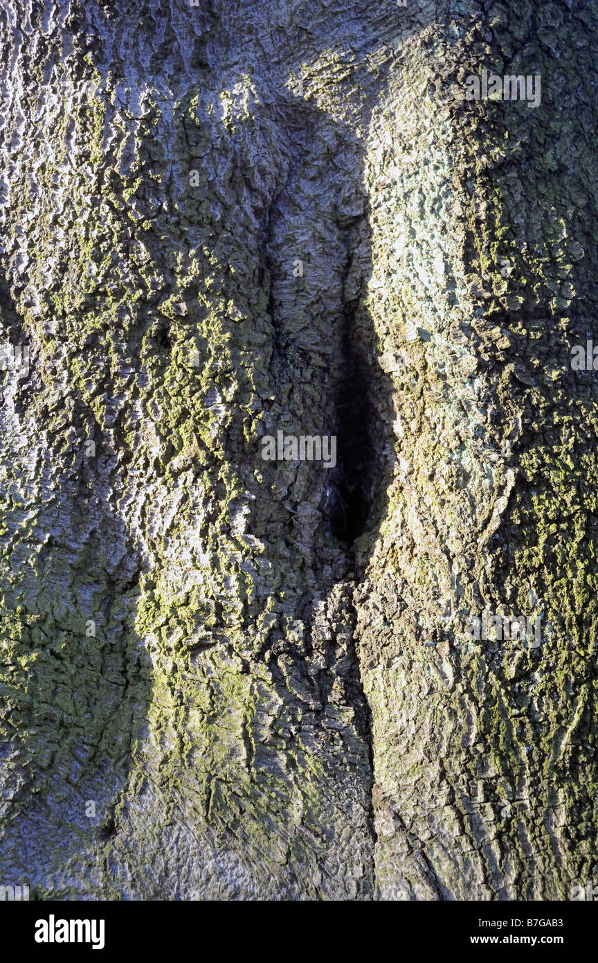 Écorce d'un hêtre, Fagus sylvatica vert Banque D'Images