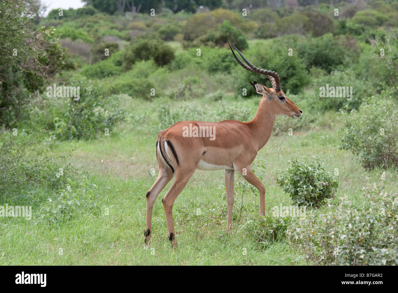 Homme impala Aepyceros melampus Parc national de Tsavo East au Kenya Banque D'Images