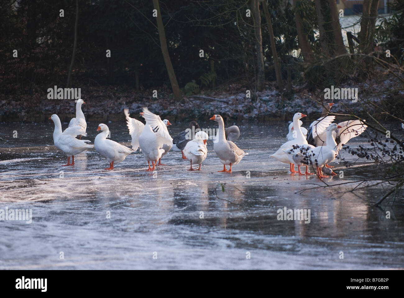 Oies sur glace Banque D'Images
