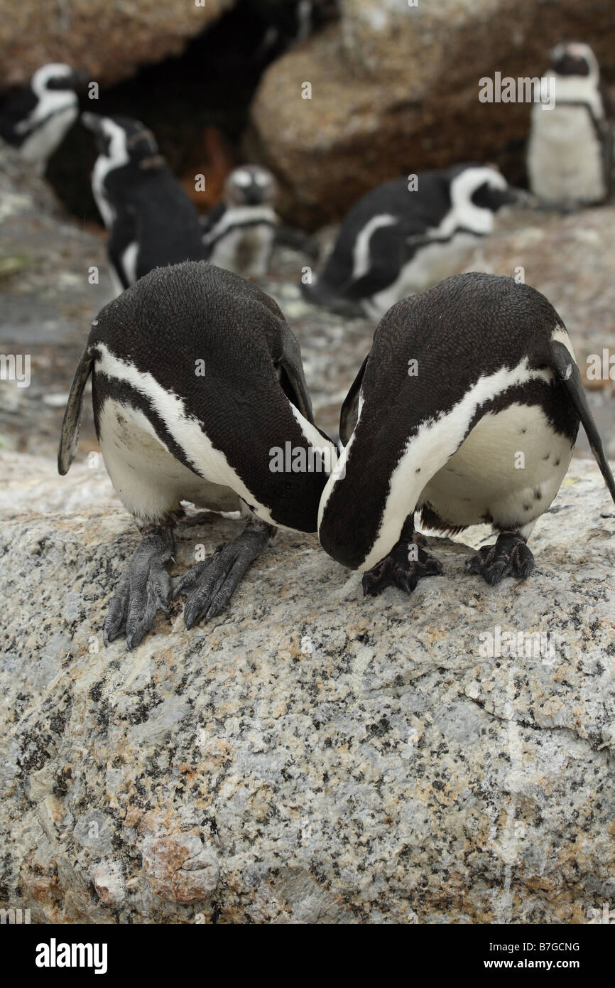 Deux pingouins africains se joindre à bec sur un rocher dans la Baie des Rochers, Cape Town, Afrique du Sud Banque D'Images