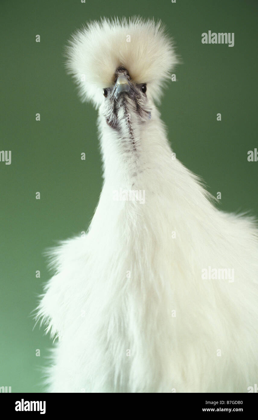 'Silkie Chick' au niveau national Poultry Show, Birmingham, UK Banque D'Images