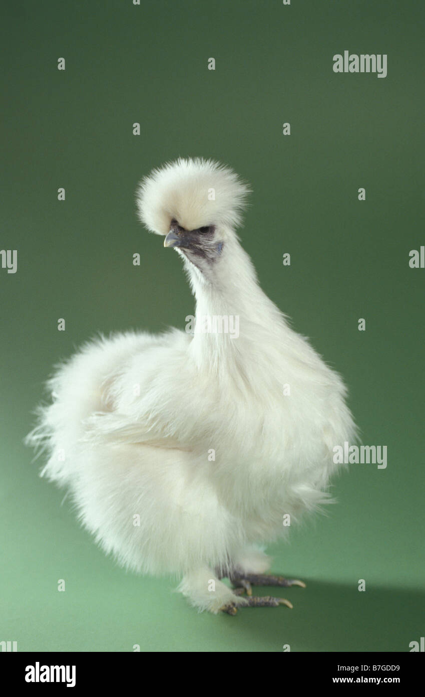 'Silkie Chick' au niveau national Poultry Show, Birmingham, UK Banque D'Images
