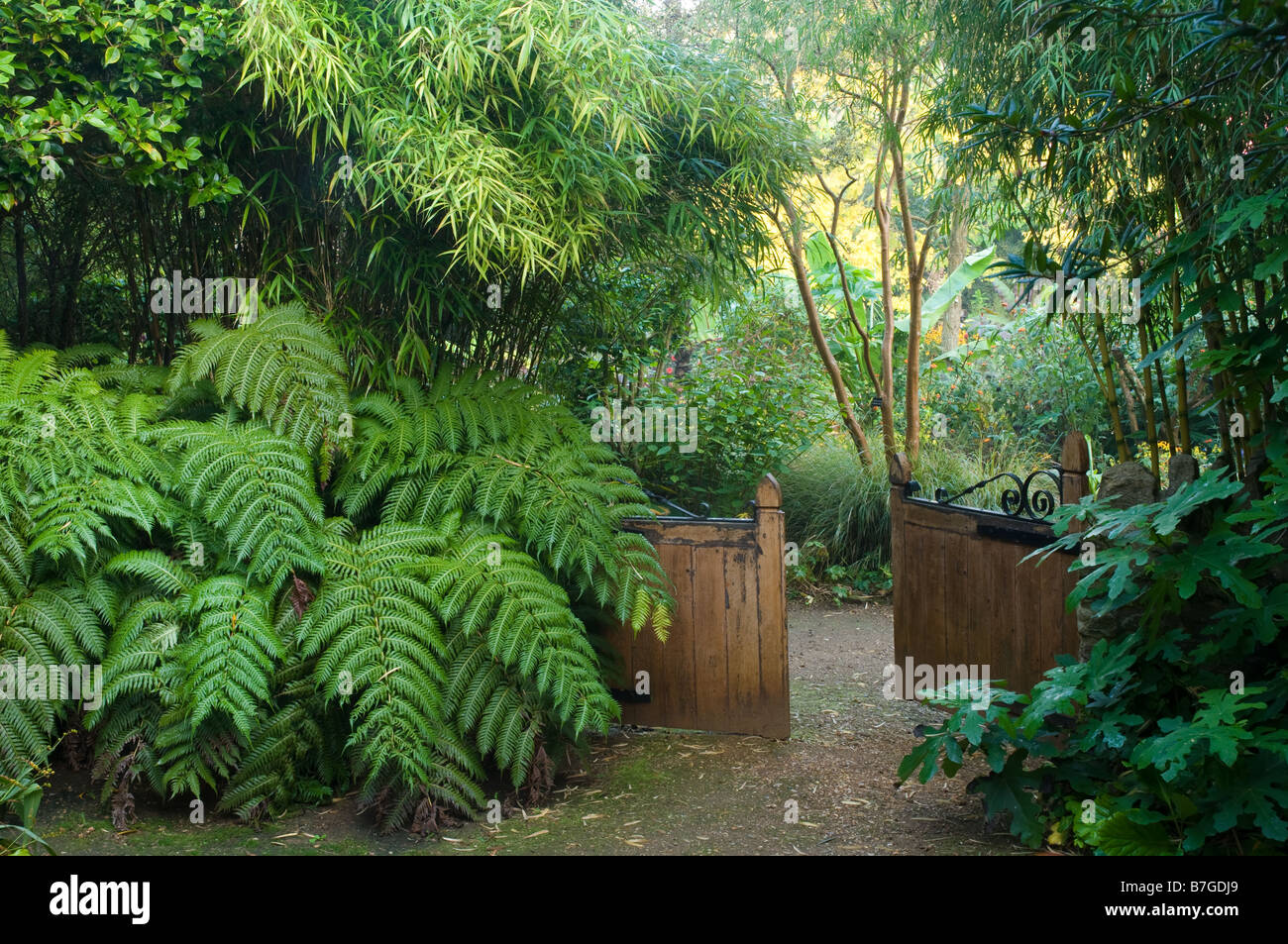 Abbotsbury Dorset garden. Gate dans le jardin clos avec Woodwardia fern et fig par la porte. Banque D'Images