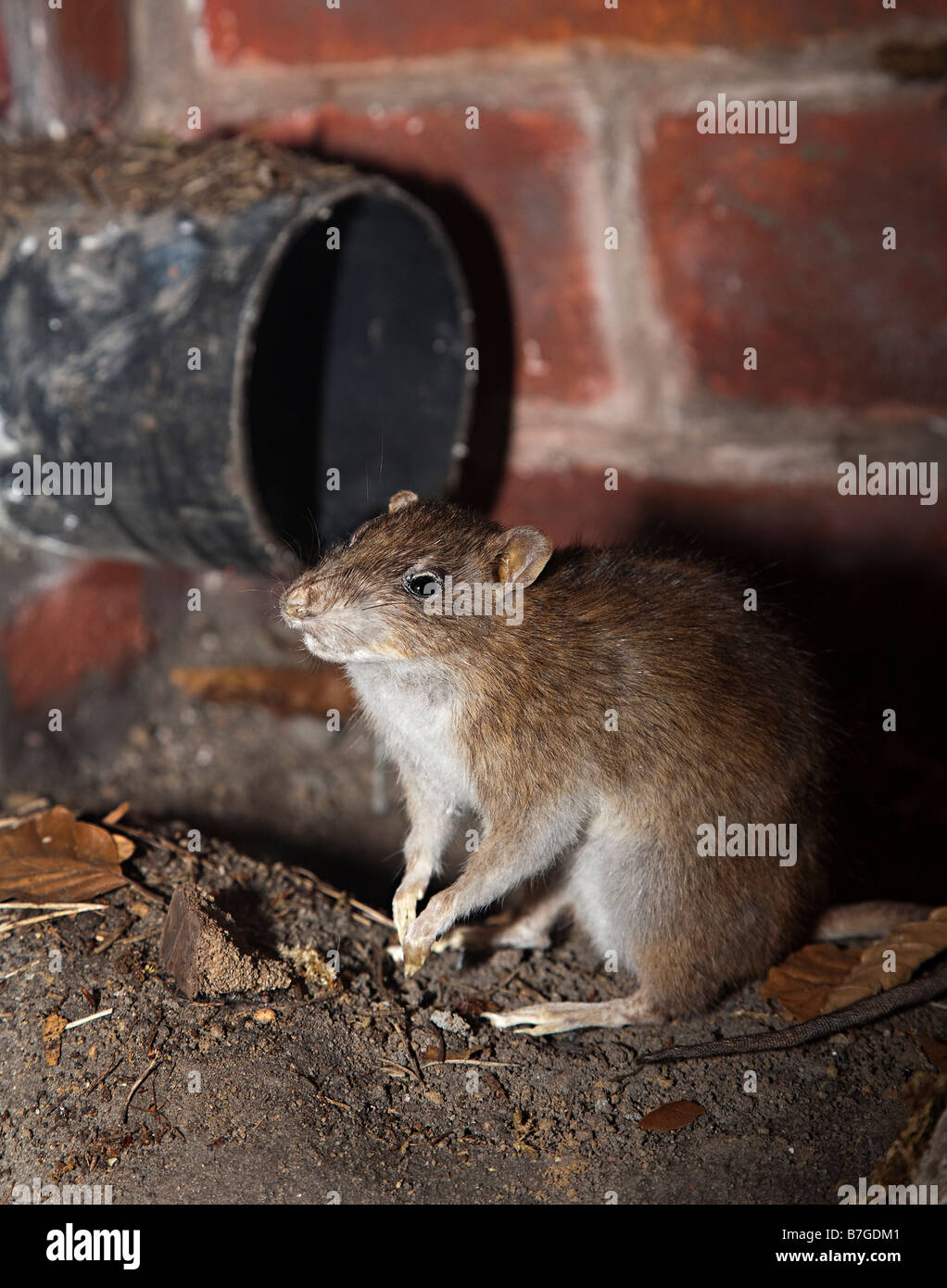 Rat surmulot Rattus norvegicus et tuyau Banque D'Images