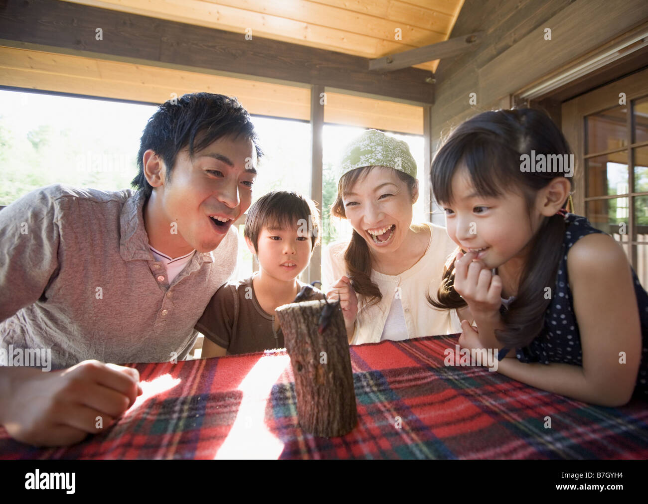 L'observation de la famille stag beetle Banque D'Images