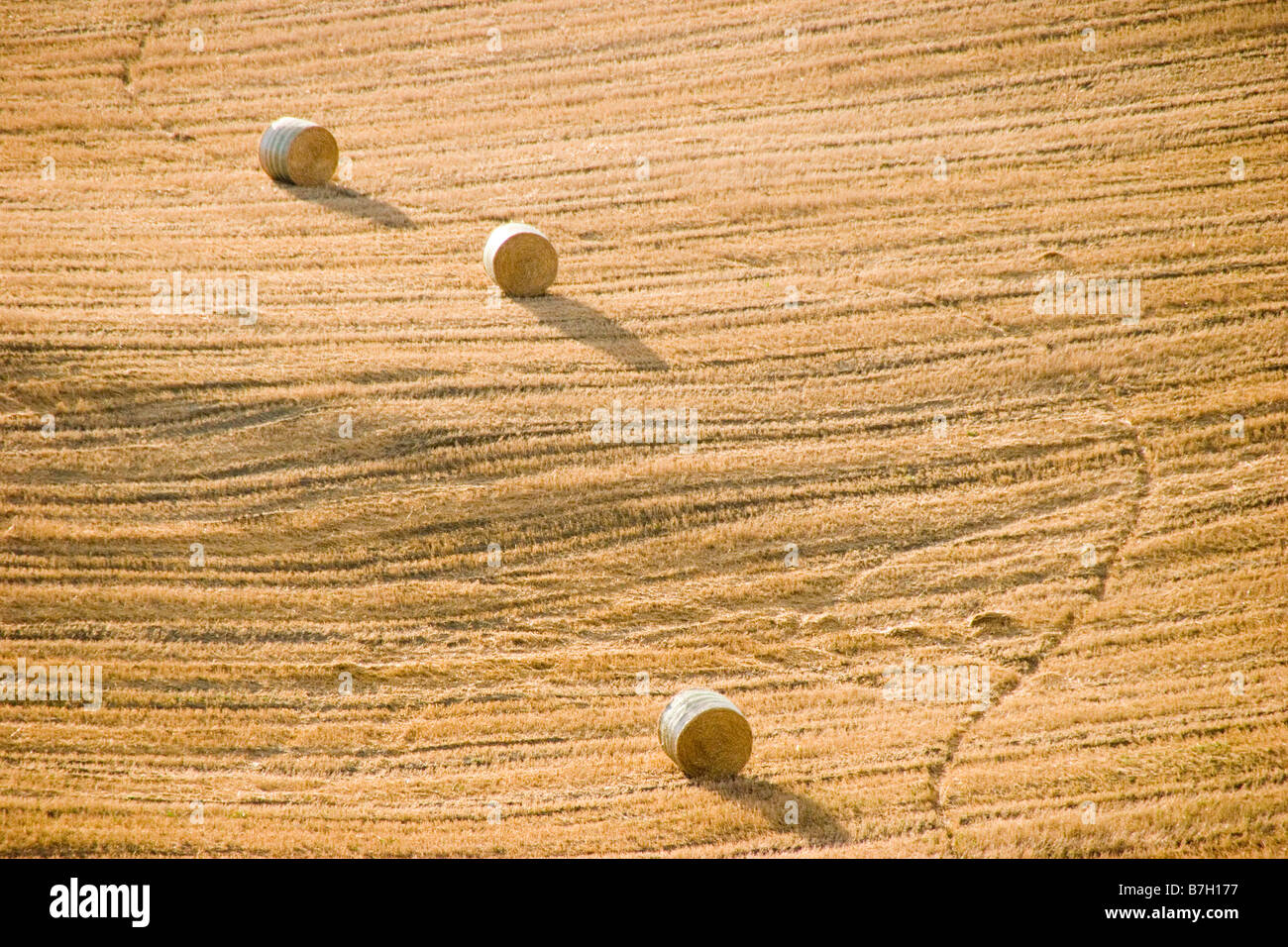 Ballots de foin dans un champ en plein soleil dans les collines de Toscane de l'Italie Banque D'Images