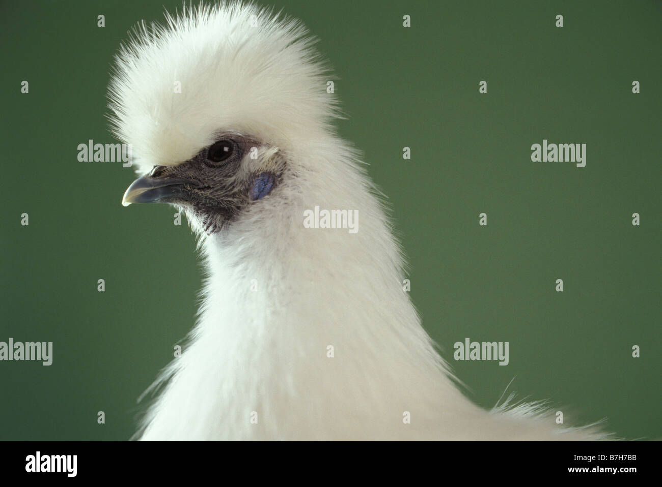 'Silkie Chick' au niveau national Poultry Show, Birmingham, UK Banque D'Images