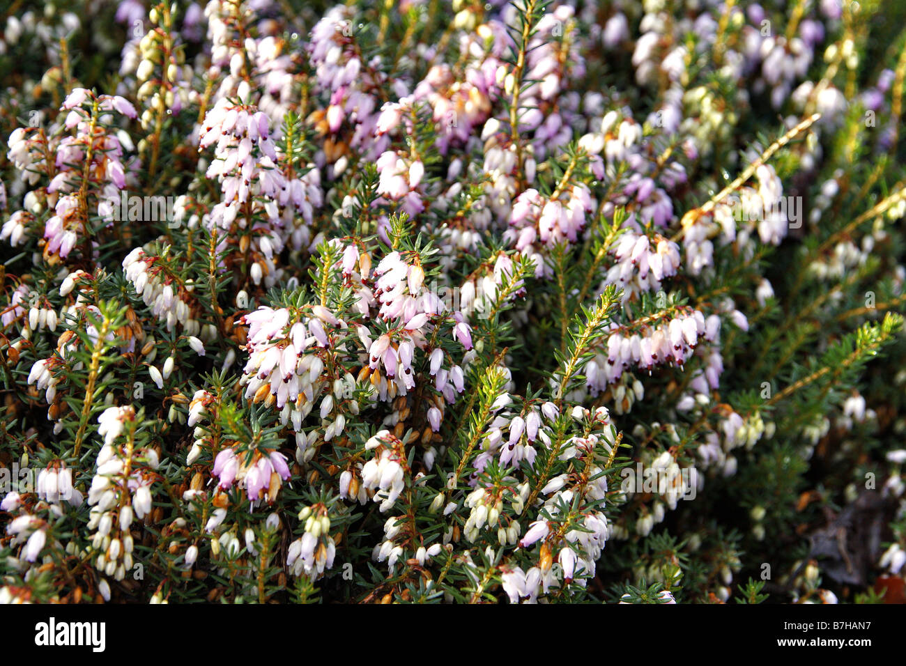 ERICA X DARLEYENSIS DARLEY DALE Banque D'Images