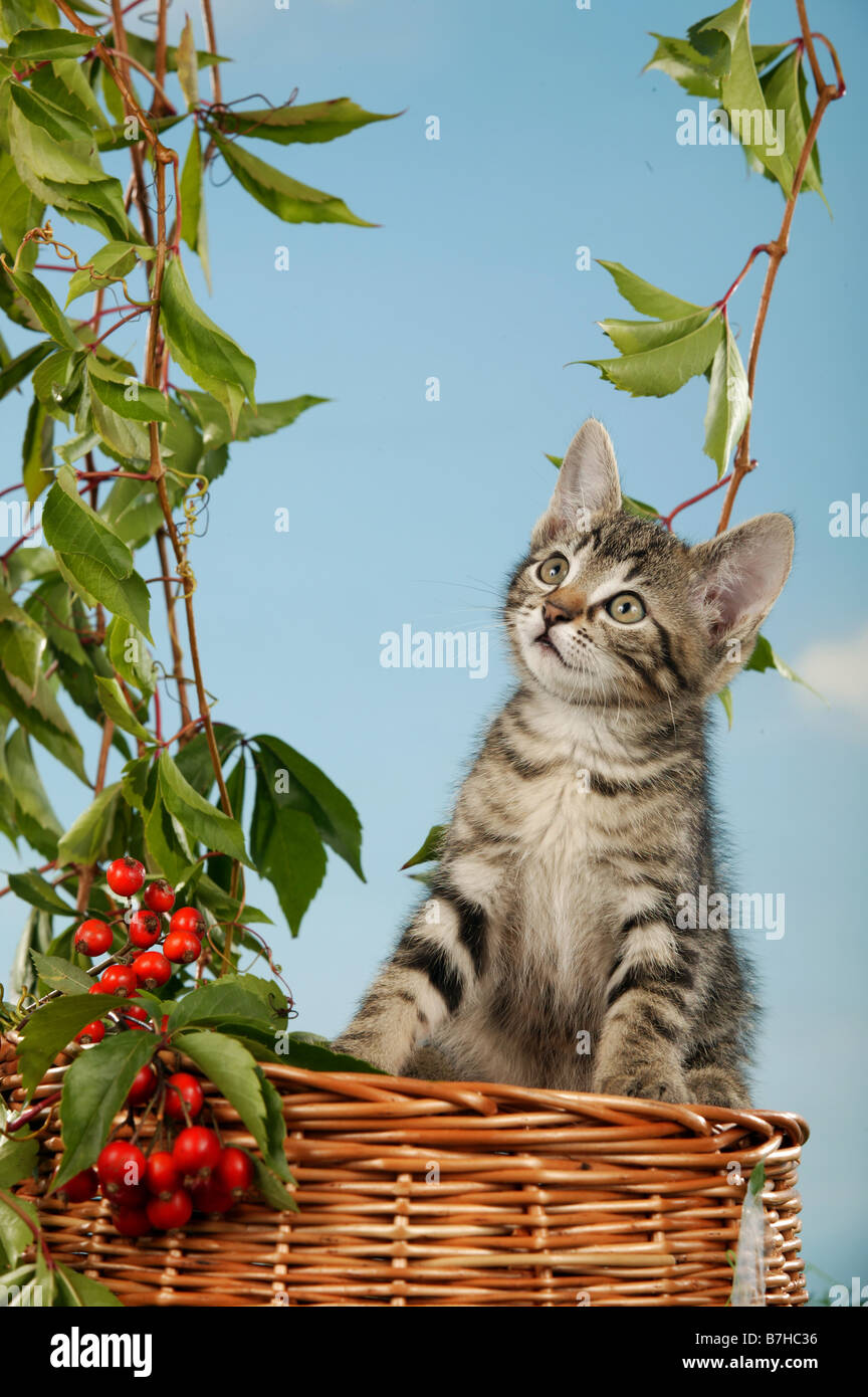 Chat domestique chaton sur panier Banque D'Images