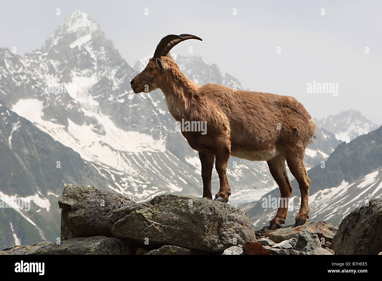 Un bouquetin vues la vallée de l'Aiguille Rouge nature reserve Banque D'Images
