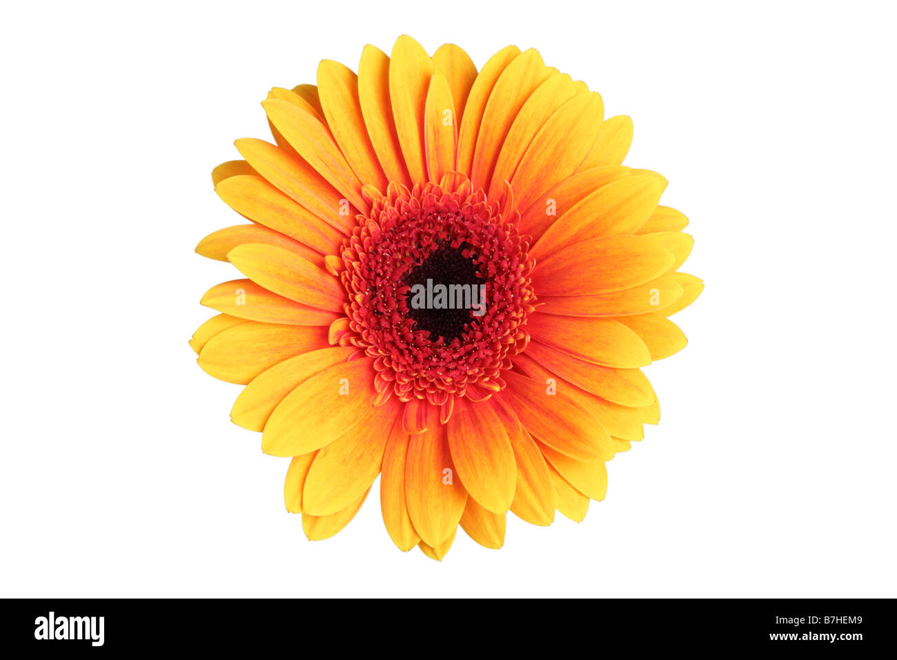 Gerber daisy orange découper sur fond blanc Banque D'Images