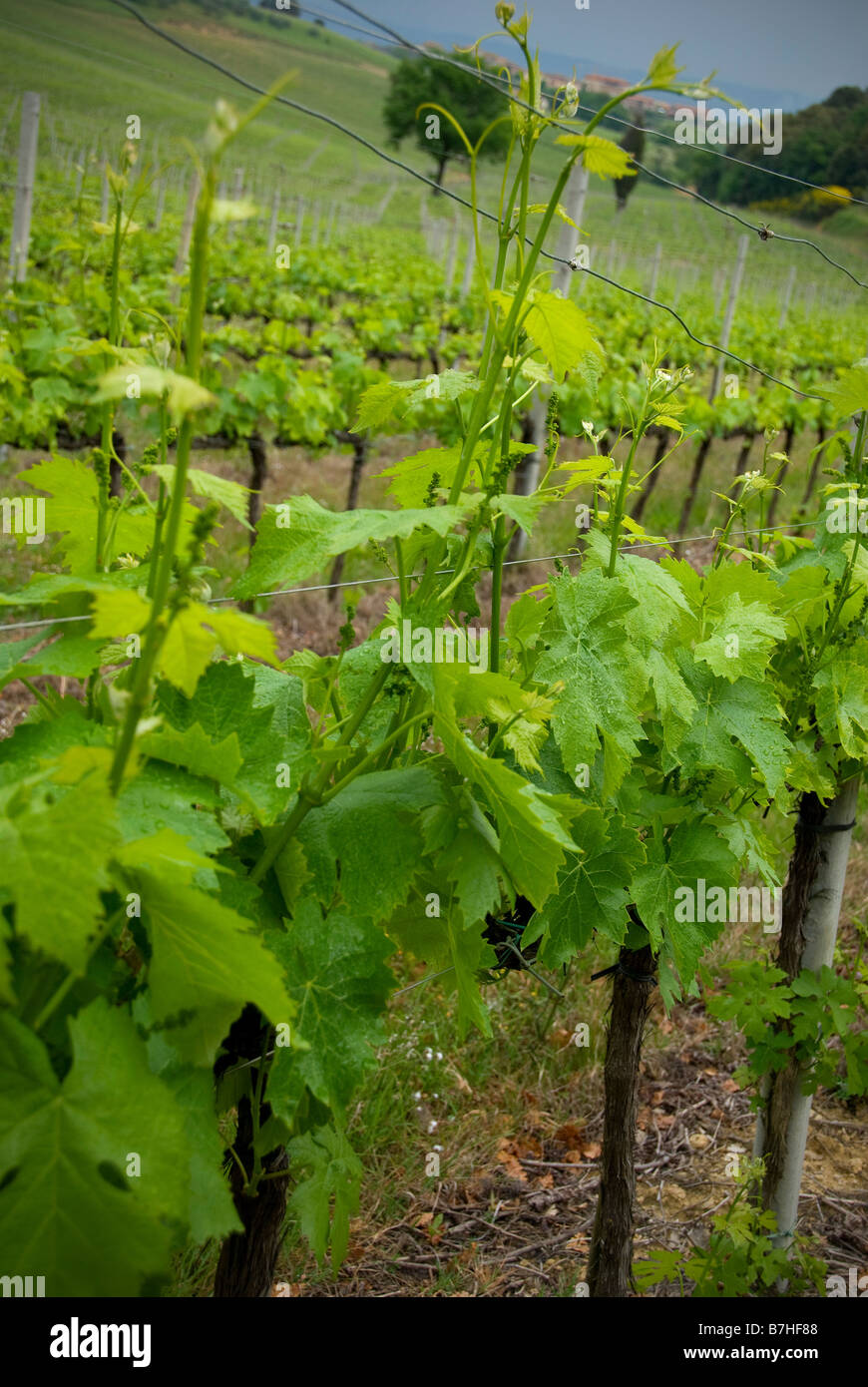 Lignes vignoble sur un jour nuageux, des pluies dans la saison du printemps. Banque D'Images