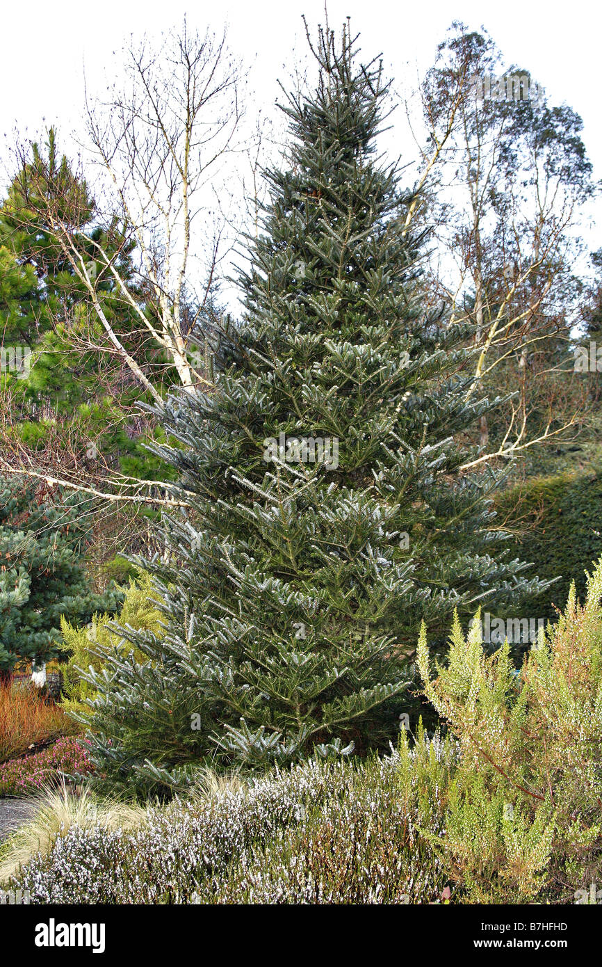 ABIES KOREANA AU RHS ROSEMOOR DEVON Banque D'Images