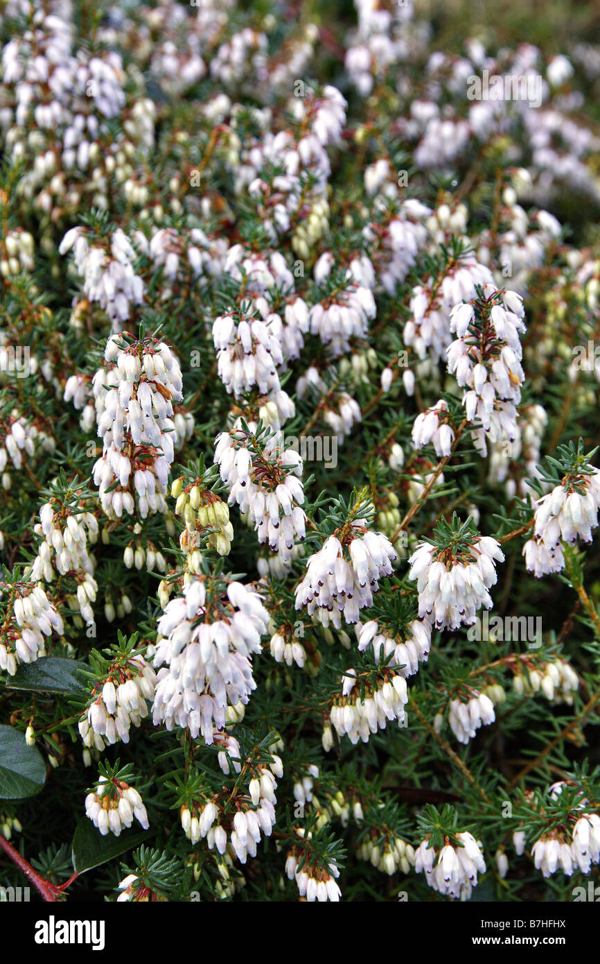 Erica x darleyensis Banque de photographies et d’images à haute ...