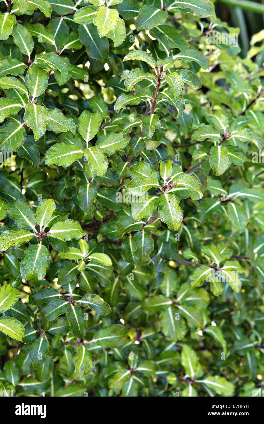 PITTOSPORUM TENUIFOLIUM GOLD STAR Banque D'Images