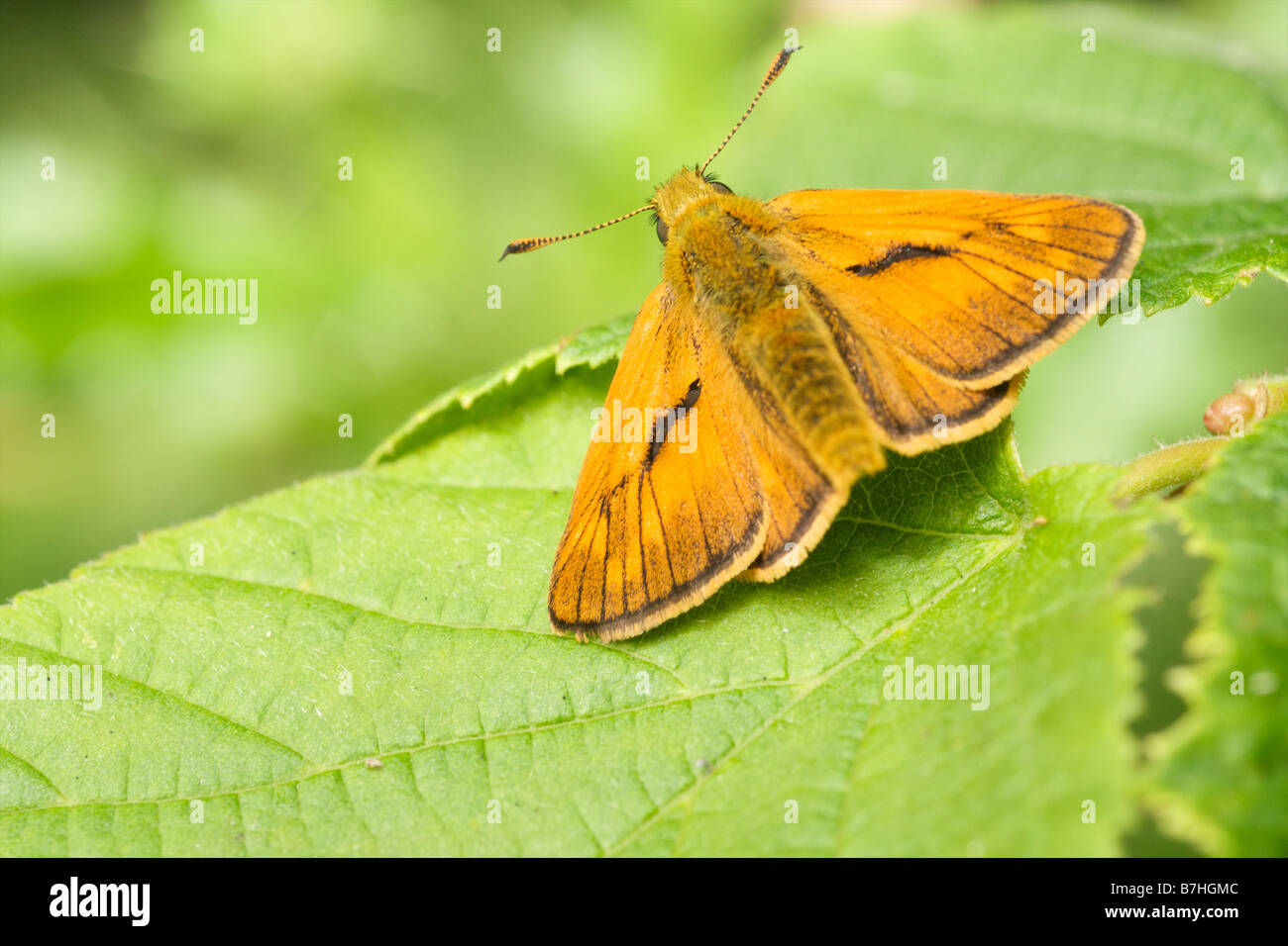 Grand skipper butterfly Banque D'Images