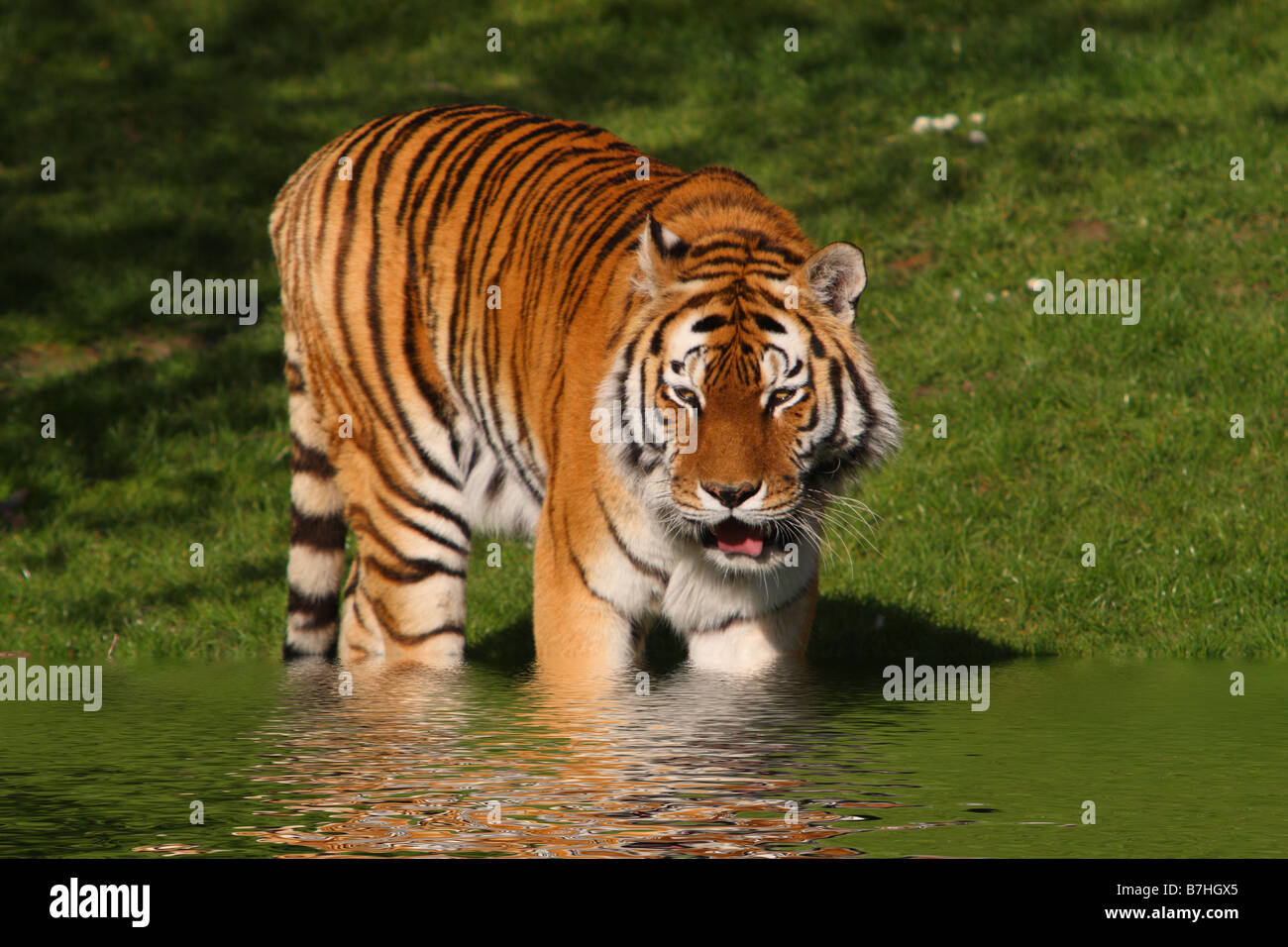 Se promener sur les terres de Tigre avec de l'eau ajoutée numériquement et de réflexion Banque D'Images