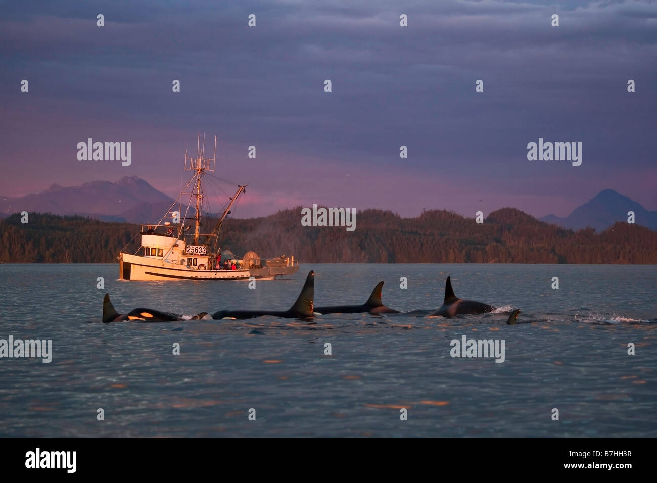 Les orques au large du nord de l'île de Vancouver, Colombie-Britannique, Canada, les orques au coucher du soleil en face d'un bateau de pêche local Banque D'Images