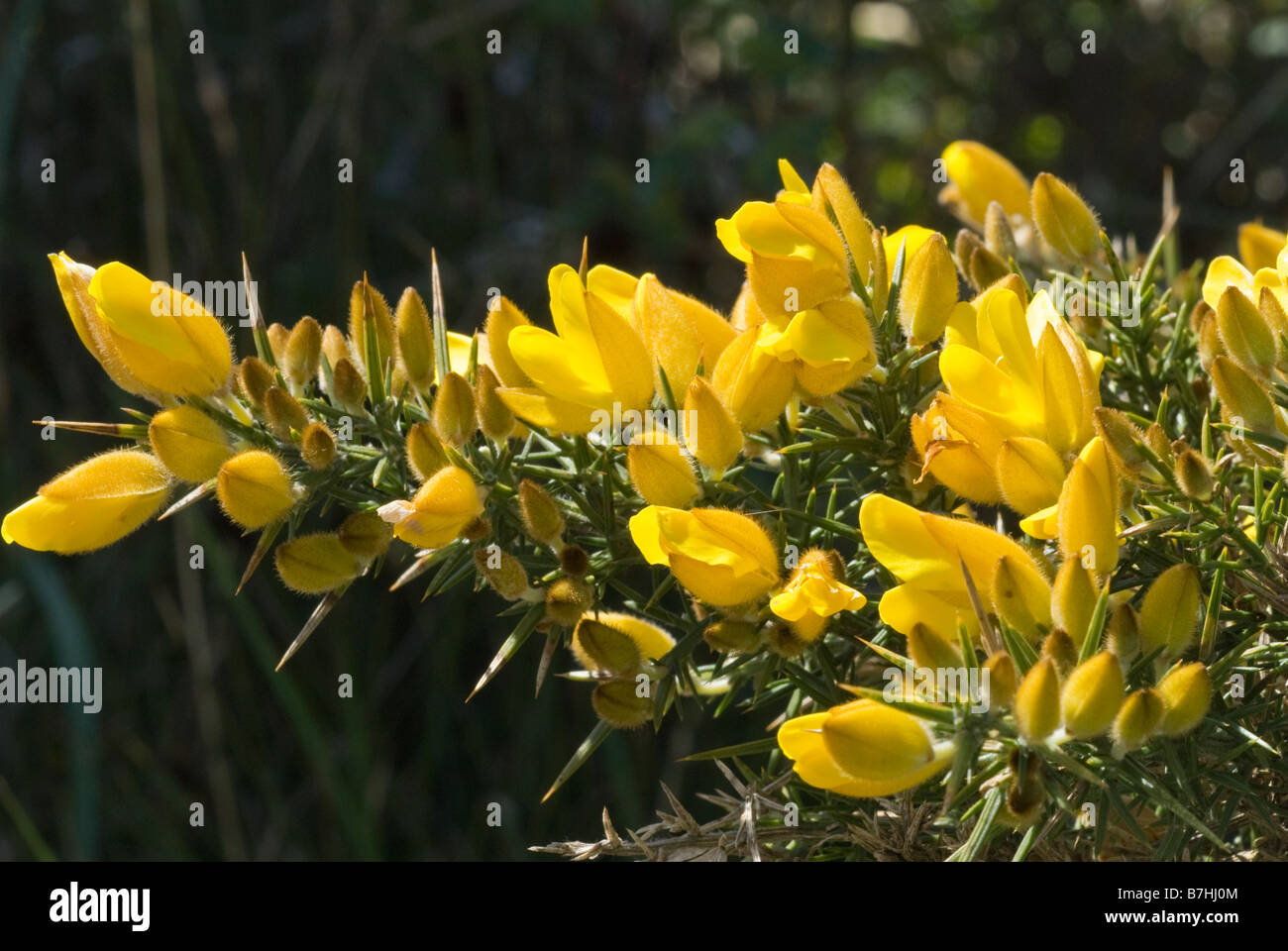 L'ajonc commun (Ulex europaeus) détail de fleurs Banque D'Images