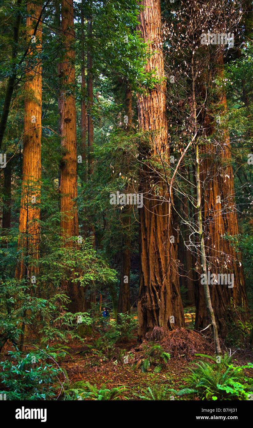Séquoias géants dominent les randonneurs Muir Woods National Monument Mill Valley San Francisco California Banque D'Images