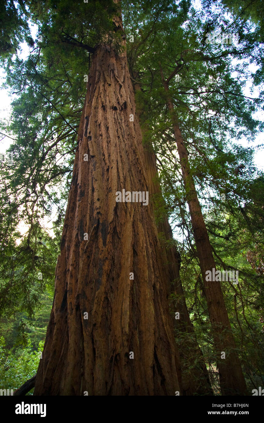 Grand arbre Séquoia Muir Woods National Monument Mill Valley San Francisco California Banque D'Images