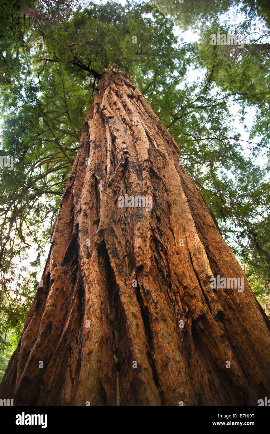 Grand arbre Séquoia tout droit jusqu'à Muir Woods National Monument Mill Valley San Francisco California Banque D'Images