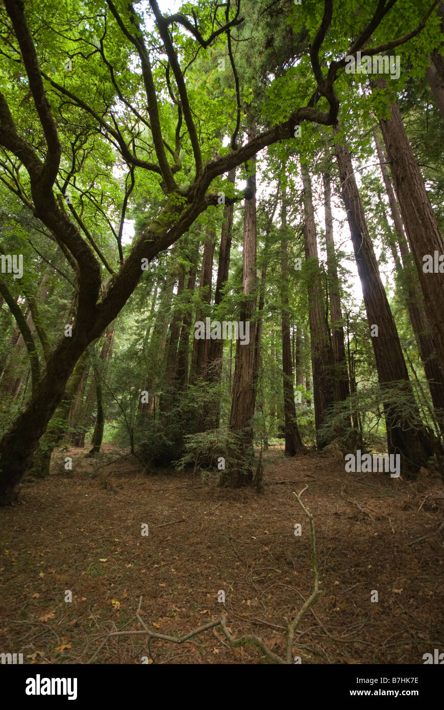 Dans arbres surplombant une forêt dense Banque D'Images